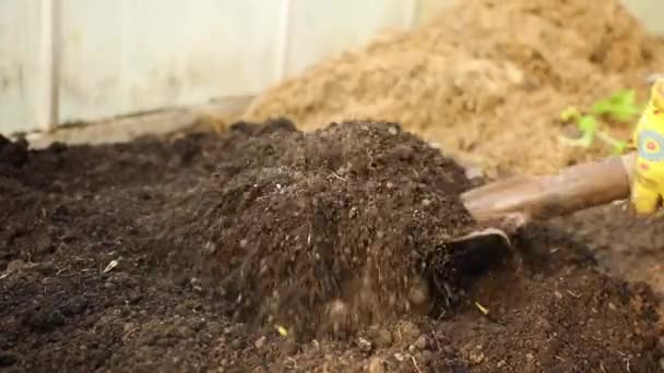 Mulher cava um buraco antes de plantar mudas de tomate, Rússia — Vídeo de Stock