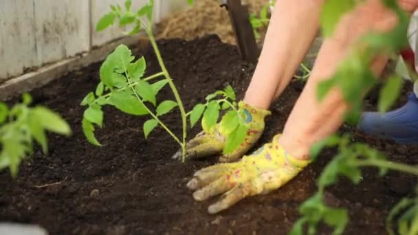 Sázení rajčat sazenice, ženské ruce v barevných rukavicích — Stock video
