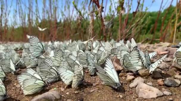 Grupo de borboleta branca de veios pretos ou Aporia crataegi, Sibéria, Rússia — Vídeo de Stock