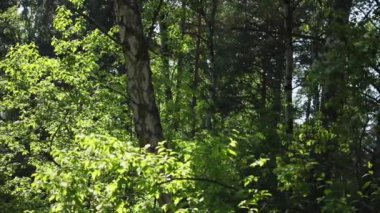 Yaz manzarası, gün batımında ağaçların yakın görüntüsü, Sibirya, Rusya