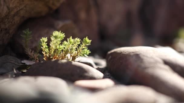 Suckulenter som växer bland stenar, oodlade växter i naturen, Sibirien — Stockvideo