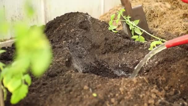 Kobieta podlewająca glebę przed sadzeniem sadzonek pomidorów, Rosja — Wideo stockowe