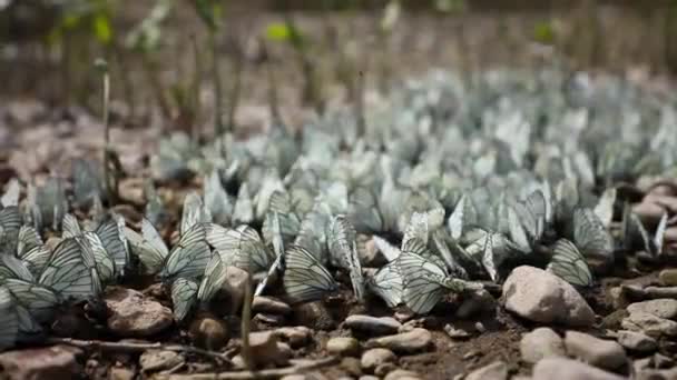 Ομάδα Ασπρόμαυρης Πεταλούδας ή Aporia crataegi, Σιβηρία, Ρωσία — Αρχείο Βίντεο