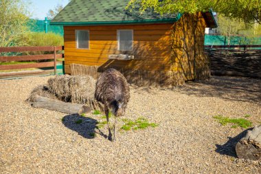 Kemerovo, Rusya - 14.05.2021: Rusya 'nın Kemerovo kentindeki Vovkin Dvor veya Vovas bahçesinde bulunan çiftlik hayvanları ve kuşlar