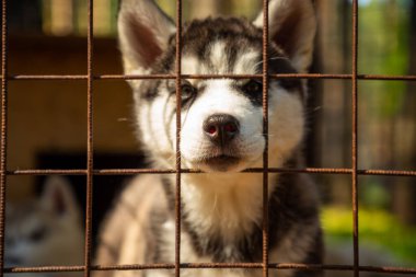Kemerovo, Rusya yakınlarındaki Haskiland köpek çiftliğinde açık hava kafesinde safkan köpek yavrusu.