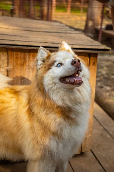 Reinrassige Huskys in einem Freiluftkäfig auf einer Hundefarm in Haskiland bei Kemerowo, Russland — Stockfoto