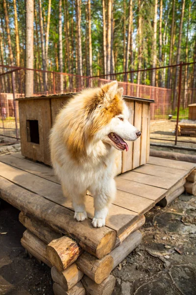 俄罗斯克麦罗沃附近的哈斯基兰狗饲养场，一只纯种的哈士奇狗躺在露天笼里 — 图库照片