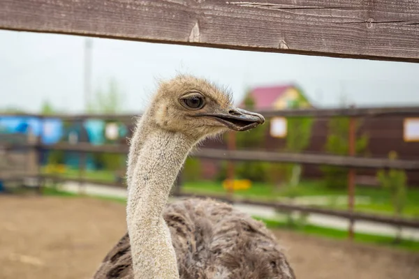 Kemerovo, Rusia - 16.05.2021: Avestruz de granja en un zoológico de contacto privado - rancho de avestruz en Kemerovo, Rusia — Foto de Stock