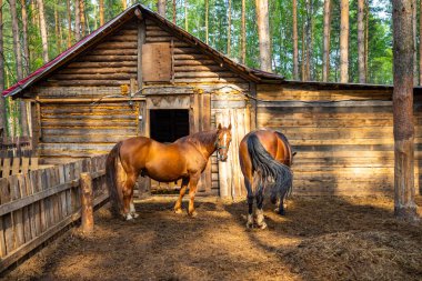 Rusya, Kemerovo 'da özel bir hayvanat bahçesindeki çiftlik hayvanları Husky arazisi