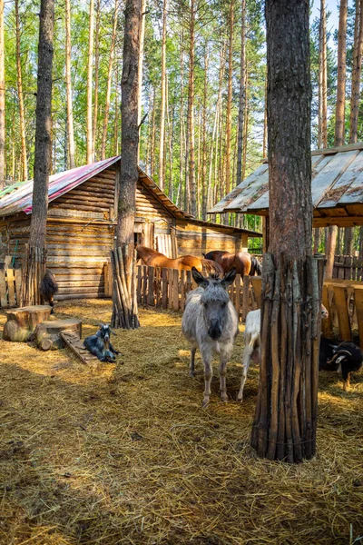 Nutztiere im privaten Kontaktzoo Husky Land in Kemerowo, Russland — Stockfoto