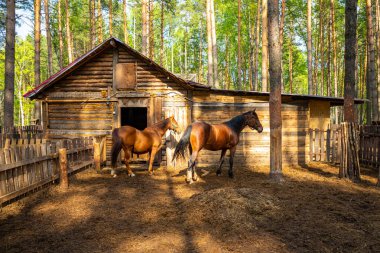 Rusya, Kemerovo 'da özel bir hayvanat bahçesindeki çiftlik hayvanları Husky arazisi