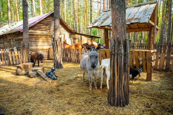 Nutztiere im privaten Kontaktzoo Husky Land in Kemerowo, Russland — Stockfoto