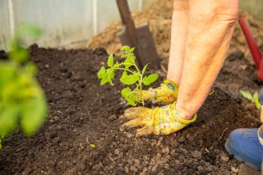 Domates tohumu ekmek, kadın eli renkli eldivenler.