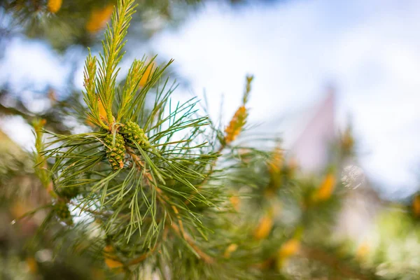 Un fond naturel vert avec vue rapprochée d'une branche de pin fleurissant par temps ensoleillé, Sibérie, Russie — Photo