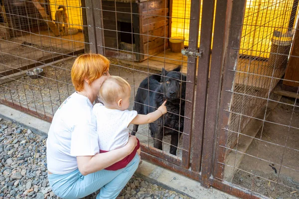 在动物收容所的笼子里选择流浪狗，俄罗斯 — 图库照片