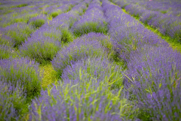 Lavanda flor florescendo campos perfumados em linhas intermináveis, República Checa, Europa — Fotografia de Stock