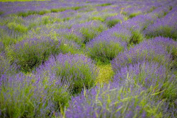 Flor de lavanda floreciendo campos perfumados en filas interminables, República Checa, Europa — Foto de Stock