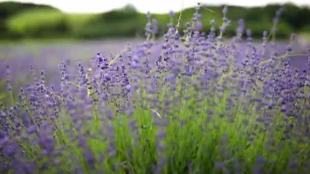 風に咲くラベンダーの花を閉じる,チェコ共和国,ヨーロッパ — ストック動画