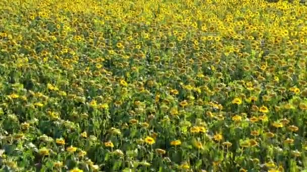 Pole kwitnących słoneczników w okresie letnim w Republice Czeskiej — Wideo stockowe