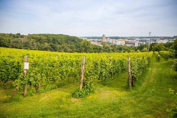 Wine Vineyards. Young wine bushes of grape plantation in Prague city, Czech republic 