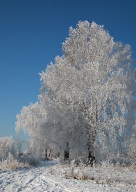 Kışın karlı ağaçlar 