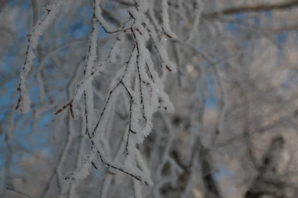 Κλαδί με χιόνι το χειμώνα — Φωτογραφία Αρχείου