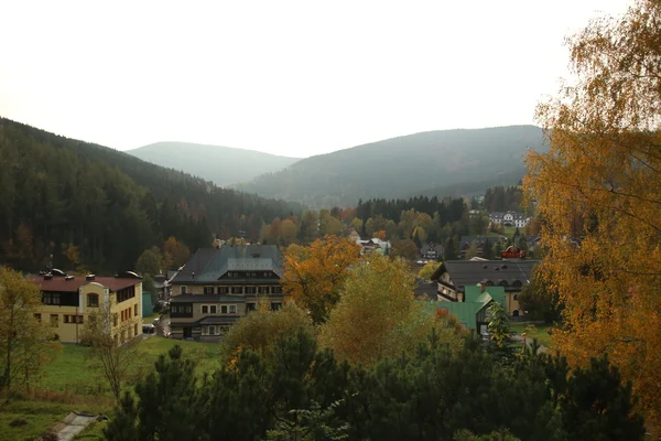 Forêt colorée — Photo