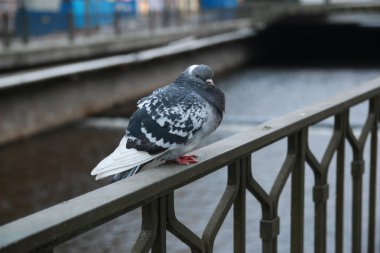 Güvercinler Karlovy Vary 