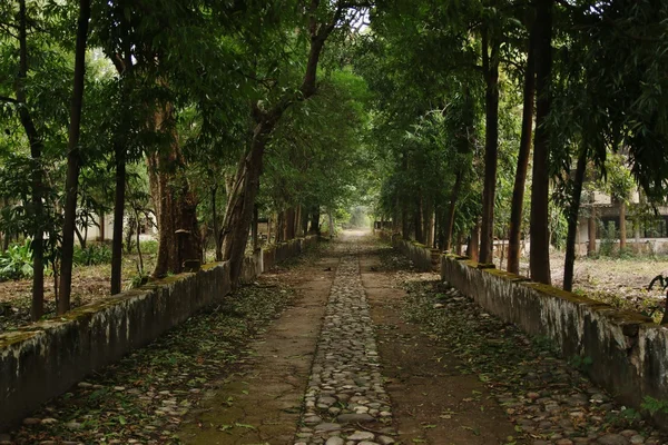 Maharishi Mahesh Yogi Ashram — Stok fotoğraf