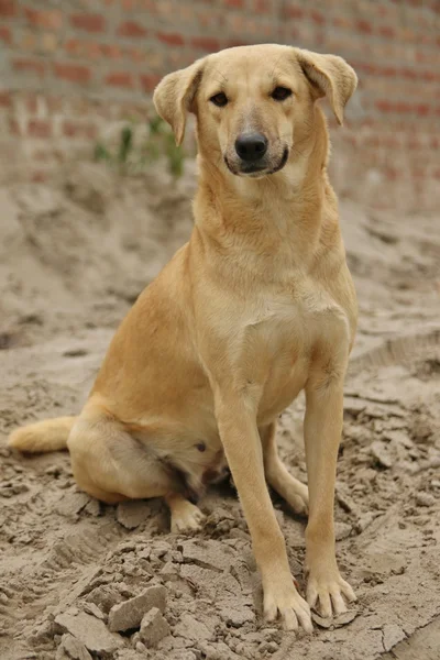 Male of dog breed Fila Brasileiro, Brazilian Mastiff in park Stock Photo by  ©DTatiana 146600499