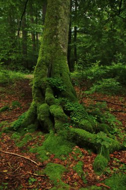 büyülü sonbahar orman 