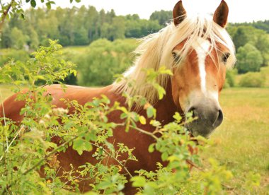 at yaprakları arıyor