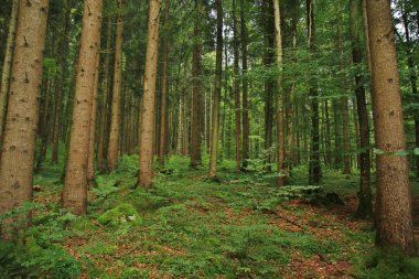 büyülü sonbahar orman 