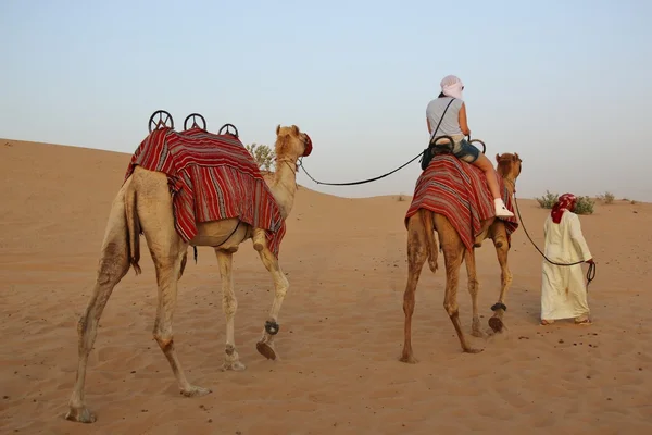 Two Camels in the Desert — Stock Photo, Image