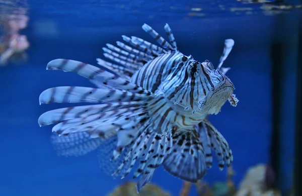 Lion fish — Stock Photo, Image