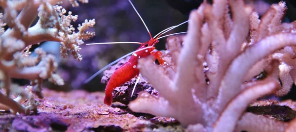 Um camarão colorido — Fotografia de Stock