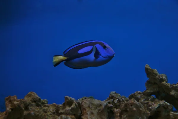 Ryby tropikalne morze niebieski — Zdjęcie stockowe