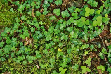 yaprak yeşil arka plan