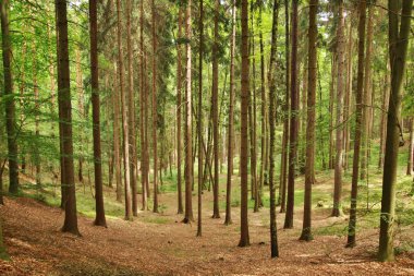 Bir eski ve karanlık orman