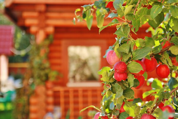 Яблоня и деревянный дом
