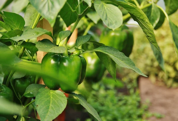 Pimienta verde — Foto de Stock