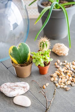 Kapalı bir teraryum ya da cam ekosistem oluşturmak için hazırlanmış doğal malzemeler ve dekoratif elementler. DIY bitki tasarımı, ekolojik bilinçli yaşam ve yaratıcı ev projeleri kavramı. Yüksek kalite fotoğraf