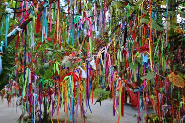 bir ağaç dalı üzerinde renkli teyp