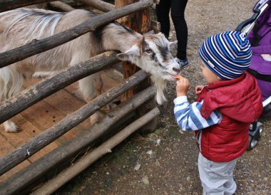 cute little boy feeding goat