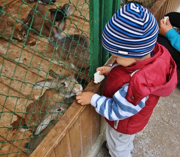 Little boy feeding rabbits in farm — Stock Fotó