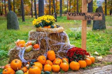 Prag, Çek Cumhuriyeti - 25 Ekim 2025: Prag botanik bahçesinde balkabağı sergisi. Sonbahar kutlaması, hasat mevsimi ve doğal güzellik kavramı. Yüksek kalite fotoğraf