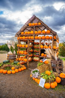 Prag, Çek Cumhuriyeti - 25 Ekim 2025: Prag botanik bahçesinde balkabağı sergisi. Sonbahar kutlaması, hasat mevsimi ve doğal güzellik kavramı. Yüksek kalite fotoğraf