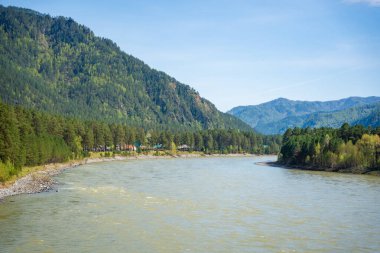 Katun nehri Altai dağlarından Rusya 'ya akıyor. Sibirya 'nın dağlık arazisindeki manzaralı tatlı su nehri. Yüksek kalite fotoğraf