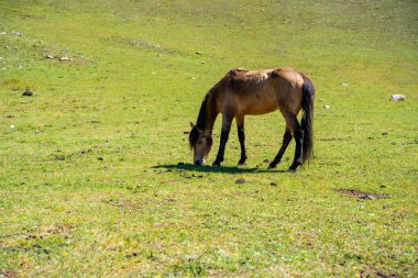 Rusya 'nın Altai dağlarında at otluyor. Sibirya 'nın doğal dağlık arazisinde özgürce dolaşan bir hayvan. Yüksek kalite fotoğraf
