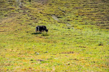 Vahşi Yak, Rusya 'nın Altai dağlarındaki yeşil çayırlarda otluyor. Doğal Sibirya dağ manzarasında görkemli bir hayvan. Yüksek kalite fotoğraf